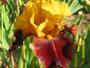 Iris 'Corbire'