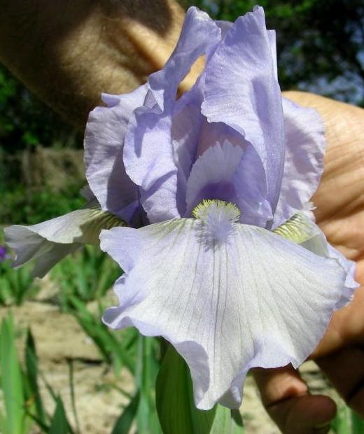 Iris 'Desi Brouwer'. Photo L. Tasquier Iris 'Desi Brouwer'