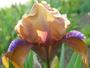 Iris 'Jaillanais'