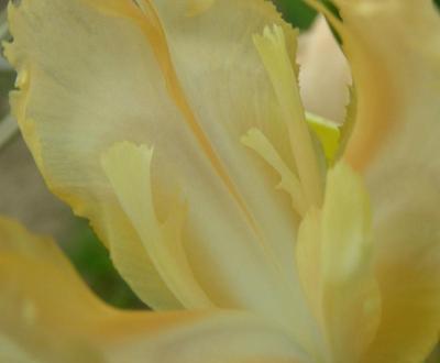 Iris 'Jet-Setter'