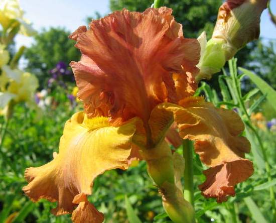Iris 'Lumi�re d'Automne'