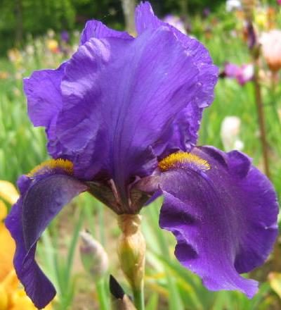 Iris 'Marinazul' (Ch. Lanthelme, 1996). Photo L. Tasquier Iris 'Marinazul'