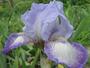 Iris 'Mistigri'