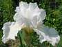 iris 'Nuit Blanche'