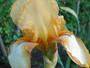 Iris 'Plicacuivre'
