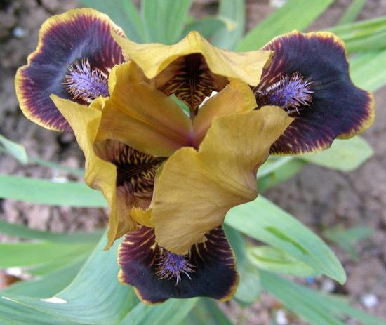 Iris 'Yoruba'. Photo L. Tasquier Iris 'Yoruba'