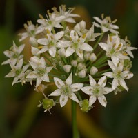 Fleurs d'Allium tuberosum