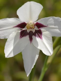 Acidanthera