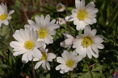 Anemone blanda 'White Splendour'