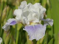 Iris iris