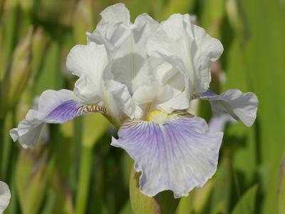 Iris 'Antarctique' Iris 'Antarctique'