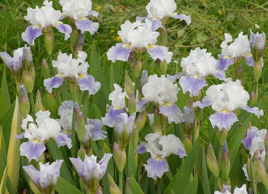 Iris 'Antarctique' Iris 'Antarctique'