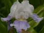 Iris 'Antarctique'