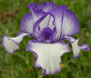 Iris 'Blue Staccato'