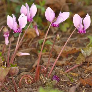 Cyclamen hederifolium, plante fleurie