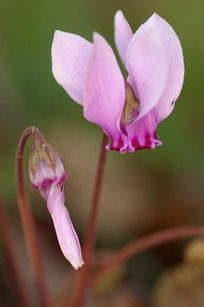 Cyclamen hederifolium, fleur et bouton