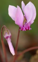 Cyclamen hederifolium