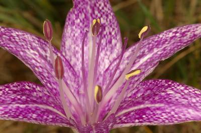 Colchicum agrippinum, photo P. Vigneron