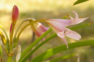 Crinum x powellii