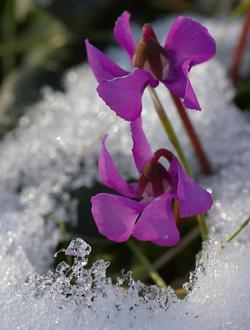 Cyclamen coum