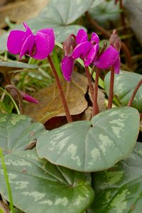 Cyclamen coum