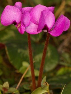 Cyclamen coum