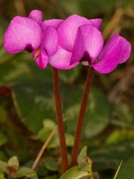 Cyclamen coum