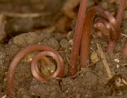 Fruits de Cyclamen