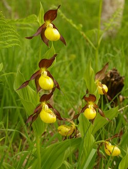 http://www.iris-bulbeuses.org/jpg/Vigneron/Cypripedium-10412.jpg