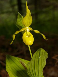 http://www.iris-bulbeuses.org/jpg/Vigneron/Cypripedium-10445.jpg