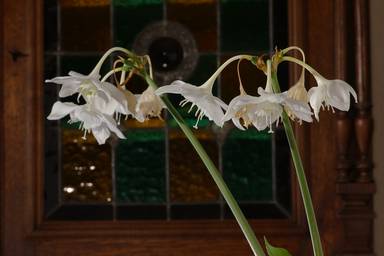 Eucharis amazonica