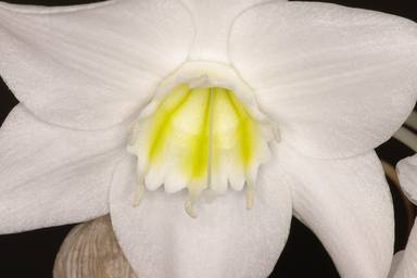 Eucharis amazonica