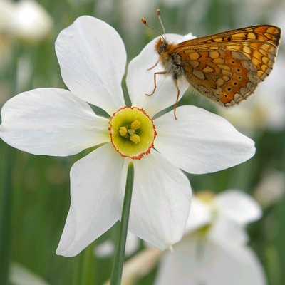 Narcissus poeticus