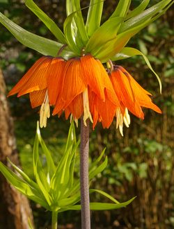 Fritillaire impriale