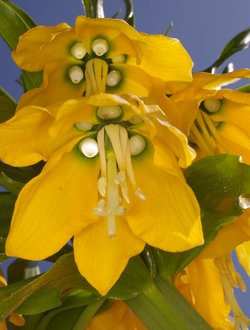 Fritillaire impriale jaune