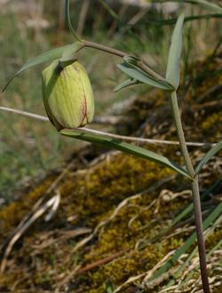 Fritillaria involucrata