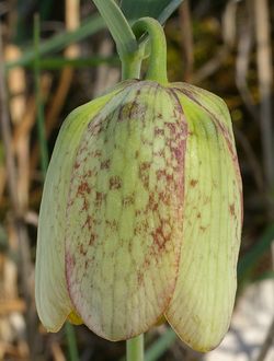 Fritillaria involucrata