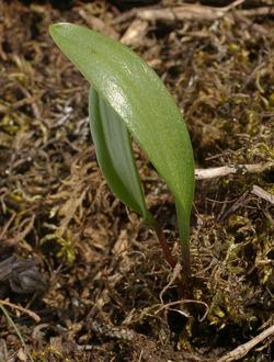 Fritillaria involucrata