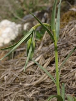 Fritillaria involucrata