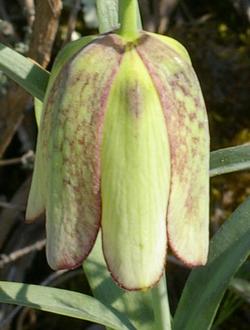 Fritillaria involucrata