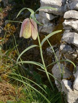 Fritillaria involucrata