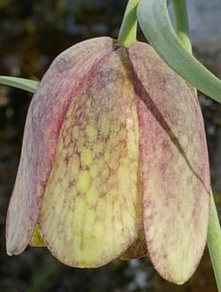 Fritillaria involucrata