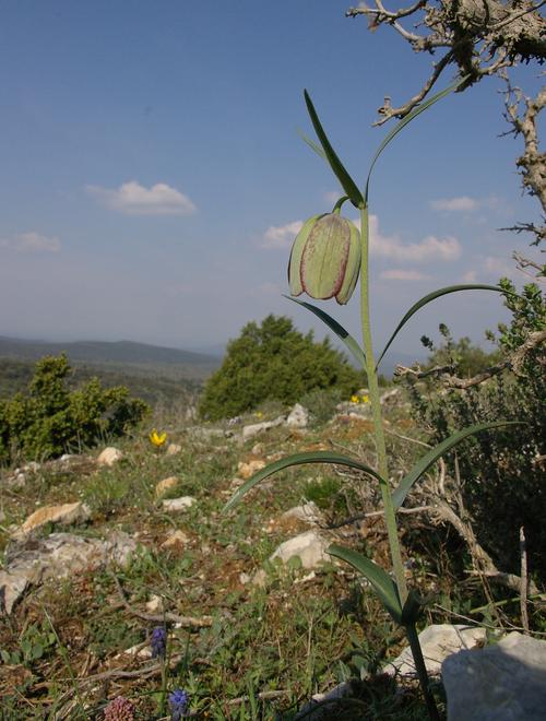 Fritillaria involucrata