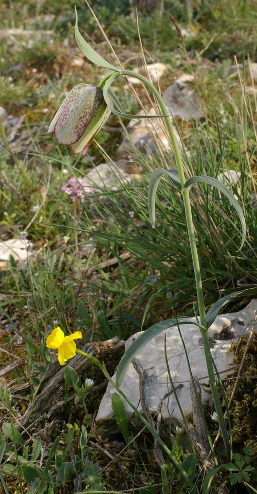 Fritillaria involucrata