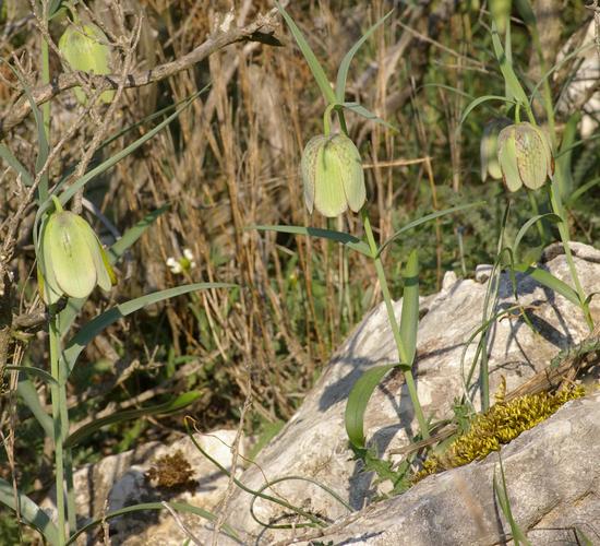 Fritillaria involucrata