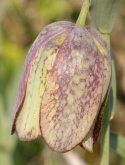 Fritillaria involucrata