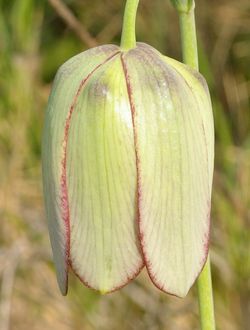 Fritillaria involucrata