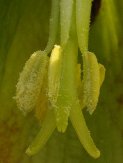 Fritillaria, stigmates