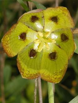 Fritillaria, nectaires