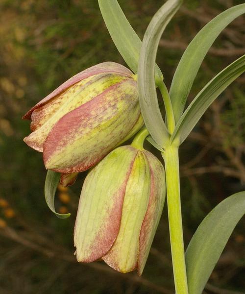 Fritillaria involucrata